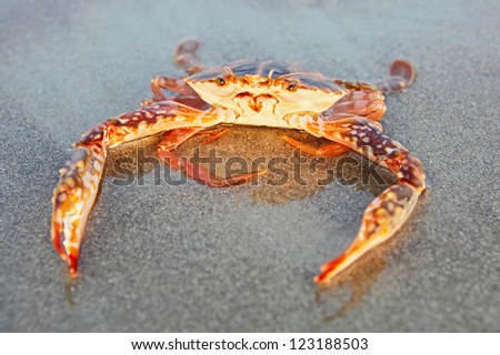 Funny red crab sitting on the sand taken in Goa, India