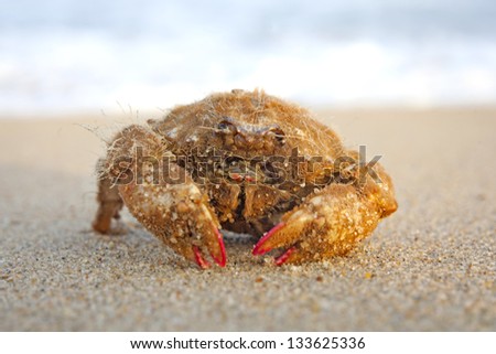 Funny  crab with long hair  on the beach in Varkala, Kerala, India