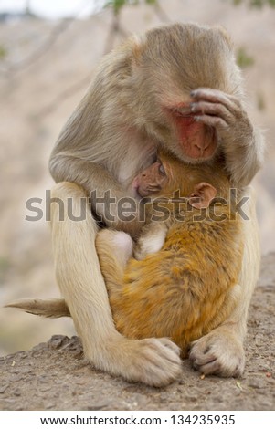 small monkey and his mother  taken in Jaipur, India