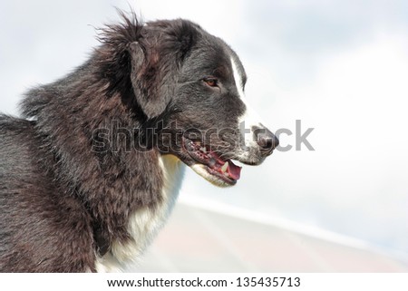 Black, White and Brown Herding Dog