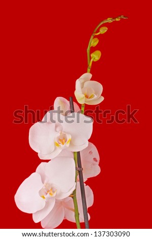 White orchid on the red background