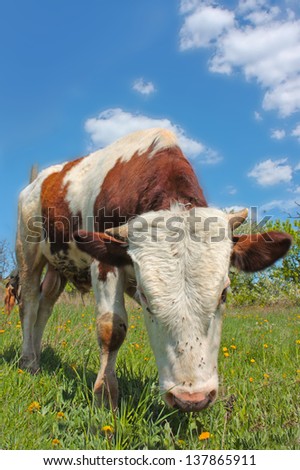 Funny small bull grazing in the field