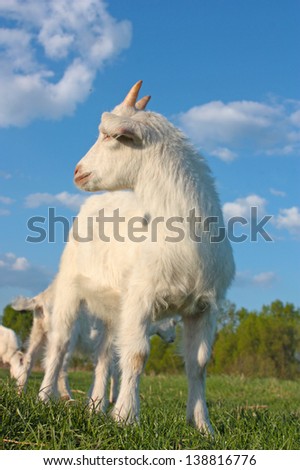 funny goats grazing in field