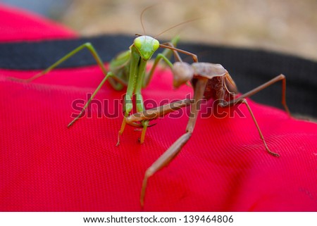 Praying Mantis or European mantis or Mantis Religiosa pointing