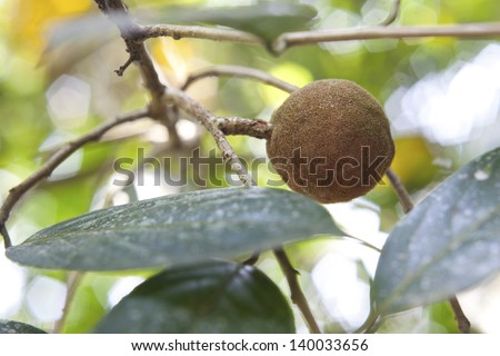 Sandalwood tree, popular ayurvedic plant,  taken in Kerala, India