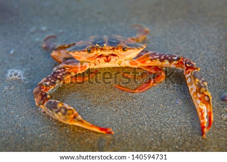 Funny red crab on the beach in Varkala, Kerala, India