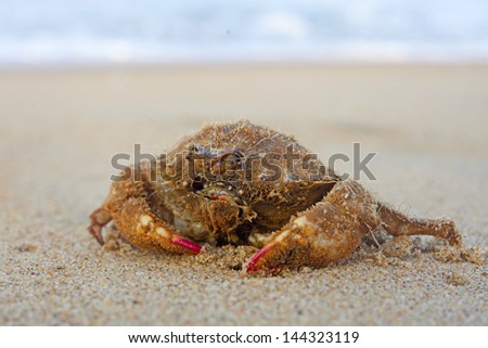 Funny  crab with long hair  on the beach in Varkala, Kerala, India
