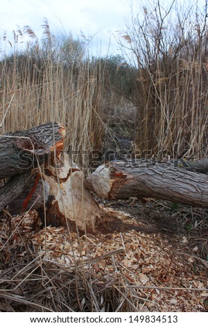 Signs of beaver around Gnawed tree shows the power of a beavers teeth Background showing habitat of this rodent taken in Ukraine