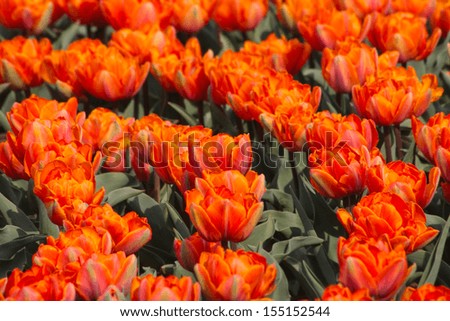 Orange tulips in the spring sunshine