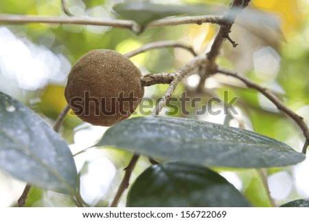 Sandalwood tree, popular ayurvedic plant,  taken in Kerala, India
