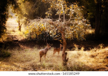 Fallow deers making their way into the forest