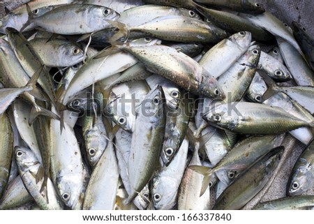 Fresh raw red snapper and mackerel fish in market