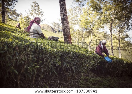 MUNNAR, INDIA - DECEMBER 8 : Woman picking tea leaves in a tea plantation, Munnar is best known as India's tea capital. December 8.,2013 - Munnar, Kerala, India