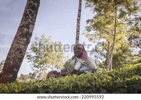 MUNNAR, INDIA - DECEMBER 8 : Woman picking tea leaves in a tea plantation, Munnar is best known as India\'s tea capital. December 8.,2013 - Munnar, Kerala, India