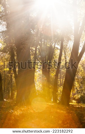 Golden leaves on branch, autumn wood with sun rays, beautiful landscape