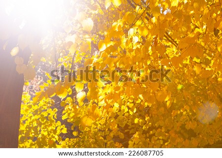 A picture of a tree with yellow leaves