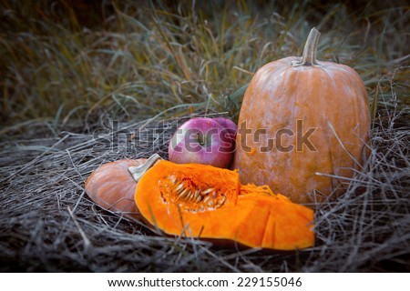 Pumpkin patch field with different typ of huge pumpkins for halloween or thanksgiving holiday.