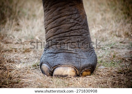 Elephant\'s Foot