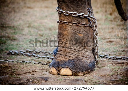 Elephant foot