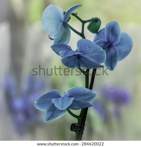 beautiful blue orchids