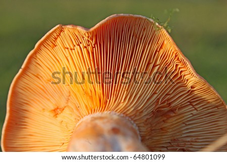 saffron milk cap mushroom in the forest