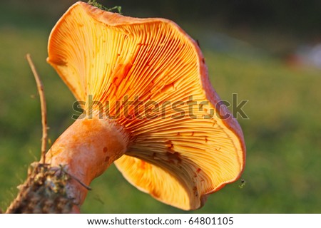 Milk Cap Mushrooms