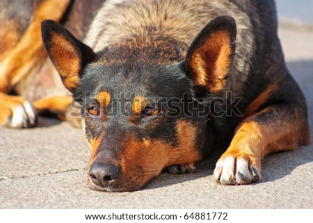 Close up of an beautiful brown and yellow dog
