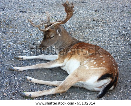 wild deer with two straight horn sits in the National park, Croatia
