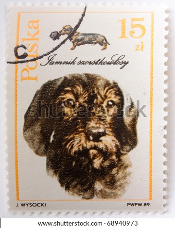 POLAND - CIRCA 1989: A stamp printed in the Poland shows Smooth-haired Dachshund, circa 1989