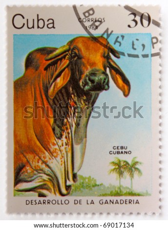 CUBA - CIRCA 1984: A Stamp printed in CUBA shows image of a Grazing Cow with the description 