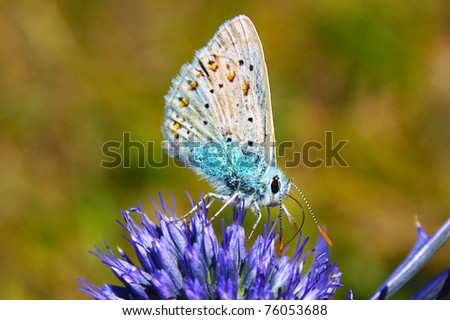 Common Blue Butterfly - Silver-studded Blue (Plebejus argus) butterfly