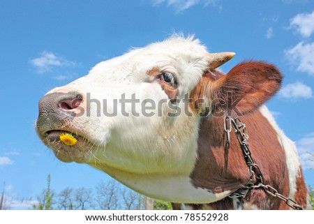 Funny cow portret