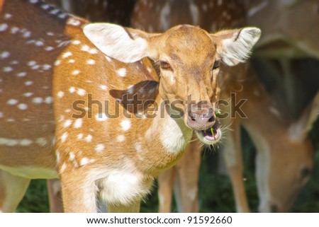 Funny deer taken in Zoo, Jaipur, Rajastan, India