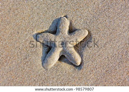 a sea star on the beach