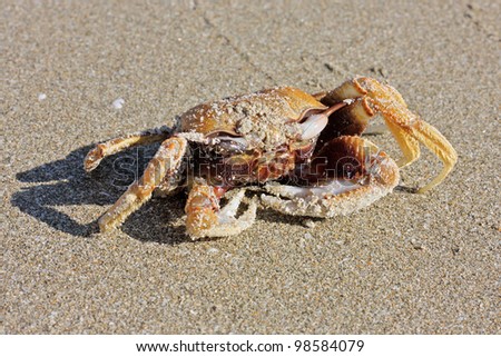 Funny crab on the beach in Varkala, Kerala, India