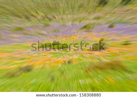 abstract image of flowers using zoom blur in camera