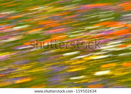abstract image of flowers using zoom blur in camera