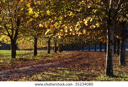 autumn tree lane