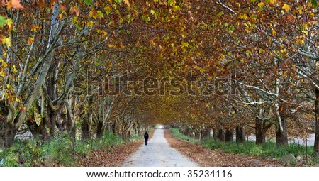autumn tree lane