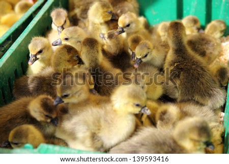 beautiful little ducklings sold in wet markets