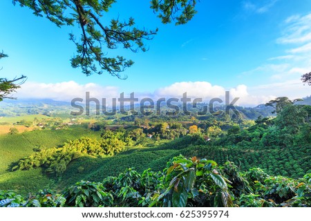 Brilliant blue sky view of a Coffee plantation near Manizales in the Coffee Triangle of Colombia.