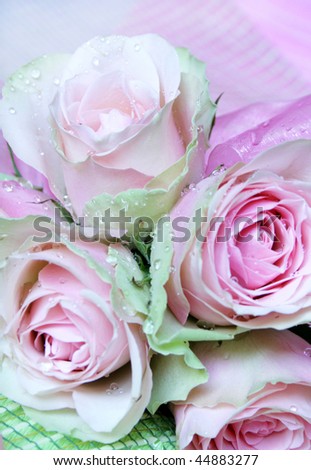 beautiful pink rose on green and pink net