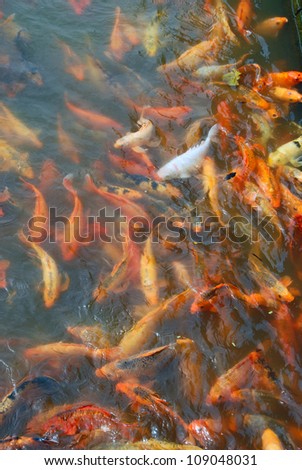 conceptual photo. one blanching fish amongst ensemble gold(en) fish