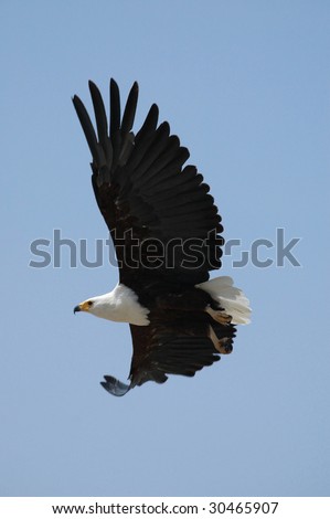 flying eagle on background blue sky