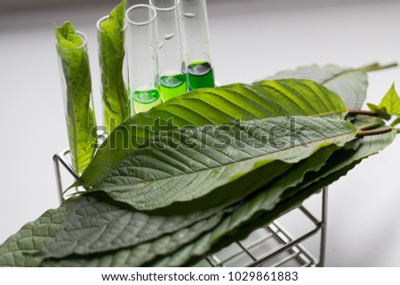 Science Research leaves of Mitragyna speciosa (kratom) and Chemical analysis  in Lab.