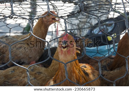 Caged Chickens, market, Vietnam