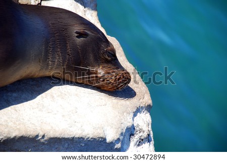 A Sea Lion sleeps on a step in the Galapagos