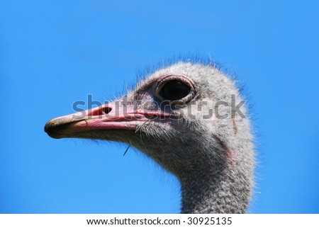 Close-up on a ostrich\'s head in front of a blue background