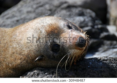 Sea Lion at Sand Fly Bay in New Zealand