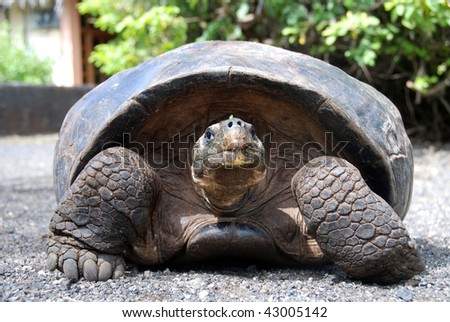 A Giant Galapagos Tortoise in Santa Cruz, Galapagos